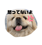 ペキニーズのスタンプ4（個別スタンプ：8）