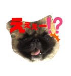 ペキニーズでスタンプ3（個別スタンプ：3）