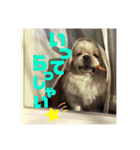 ペキニーズでスタンプ3（個別スタンプ：4）