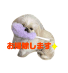 ペキニーズでスタンプ3（個別スタンプ：5）