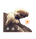 保護犬ぽんずの日常（個別スタンプ：1）
