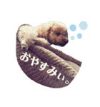 保護犬ぽんずの日常（個別スタンプ：3）