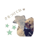 保護犬ぽんずの日常（個別スタンプ：6）
