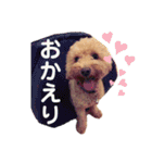 保護犬ぽんずの日常（個別スタンプ：9）