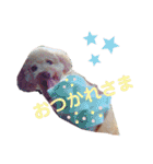 保護犬ぽんずの日常（個別スタンプ：11）