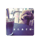 保護犬ぽんずの日常（個別スタンプ：12）