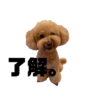 保護犬ぽんずの日常（個別スタンプ：13）