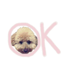 保護犬ぽんずの日常（個別スタンプ：14）