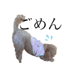 保護犬ぽんずの日常（個別スタンプ：16）