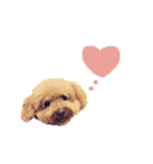 保護犬ぽんずの日常（個別スタンプ：19）