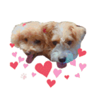 保護犬ぽんずの日常（個別スタンプ：20）