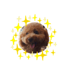 保護犬ぽんずの日常（個別スタンプ：22）