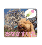 保護犬ぽんずの日常（個別スタンプ：23）