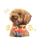 保護犬ぽんずの日常（個別スタンプ：24）