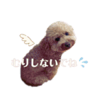 保護犬ぽんずの日常（個別スタンプ：25）
