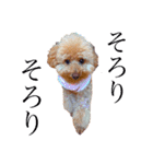 保護犬ぽんずの日常（個別スタンプ：26）