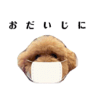 保護犬ぽんずの日常（個別スタンプ：27）