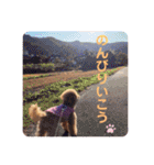 保護犬ぽんずの日常（個別スタンプ：28）