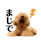 保護犬ぽんずの日常（個別スタンプ：29）
