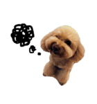 保護犬ぽんずの日常（個別スタンプ：31）