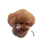 保護犬ぽんずの日常（個別スタンプ：32）
