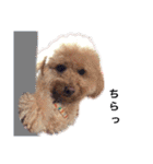 保護犬ぽんずの日常（個別スタンプ：34）