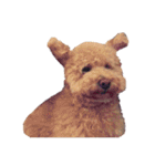 保護犬ぽんずの日常（個別スタンプ：37）
