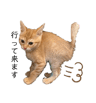 グリちゃんstamp（個別スタンプ：5）