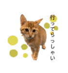 グリちゃんstamp（個別スタンプ：6）