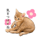グリちゃんstamp（個別スタンプ：7）