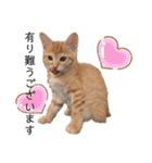 グリちゃんstamp（個別スタンプ：17）