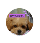 watageaisatu（個別スタンプ：3）