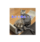 にゃんこボート（個別スタンプ：2）