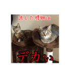 にゃんこボート（個別スタンプ：4）