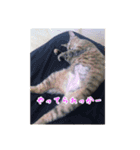 にゃんこボート（個別スタンプ：6）