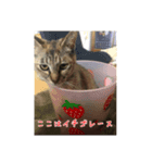 にゃんこボート（個別スタンプ：8）