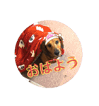 田舎に住むマロン（個別スタンプ：1）