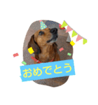 田舎に住むマロン（個別スタンプ：5）