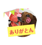 田舎に住むマロン（個別スタンプ：13）