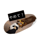 田舎に住むマロン（個別スタンプ：15）