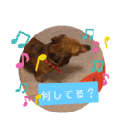 田舎に住むマロン（個別スタンプ：16）