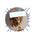 田舎に住むマロン（個別スタンプ：17）