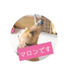 田舎に住むマロン（個別スタンプ：19）