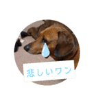 田舎に住むマロン（個別スタンプ：20）