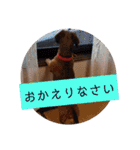田舎に住むマロン（個別スタンプ：21）