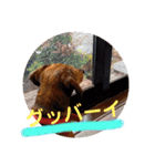 田舎に住むマロン（個別スタンプ：23）