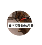 田舎に住むマロン（個別スタンプ：29）