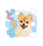 ポメラニアン もふた 3（個別スタンプ：1）