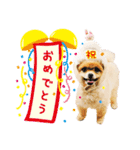 ポメラニアン もふた 3（個別スタンプ：3）