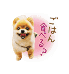 ポメラニアン もふた 3（個別スタンプ：4）